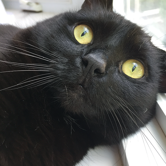 Momo, a black cat with yellow eyes, looks inquisitively while her head is resting on the window sill